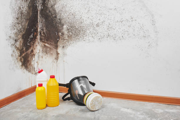 Best DIY Mold Remediation Support Services in Wilkes Barre, PA