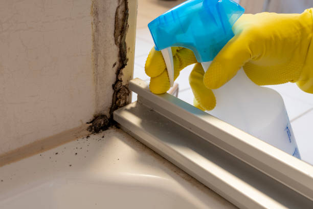 Reliable Wilkes Barre, PA Mold Remediation Solutions