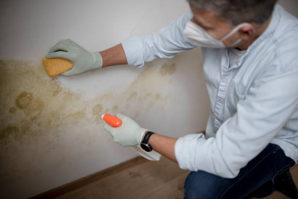 Best Residential Mold Remediation in Wilkes Barre, PA