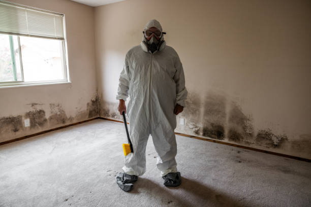 Best Insurance-Related Mold Remediation in Wilkes Barre, PA
