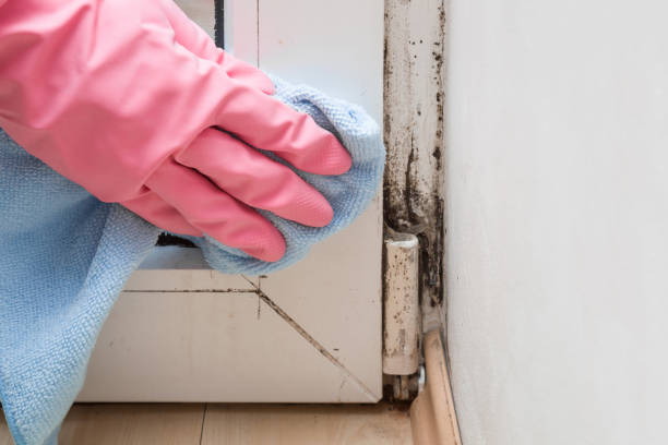 Best Black Mold Remediation in Wilkes Barre, PA